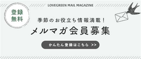 彼岸花葉|彼岸花（ヒガンバナ）の名前の由来や別名と植え付け。